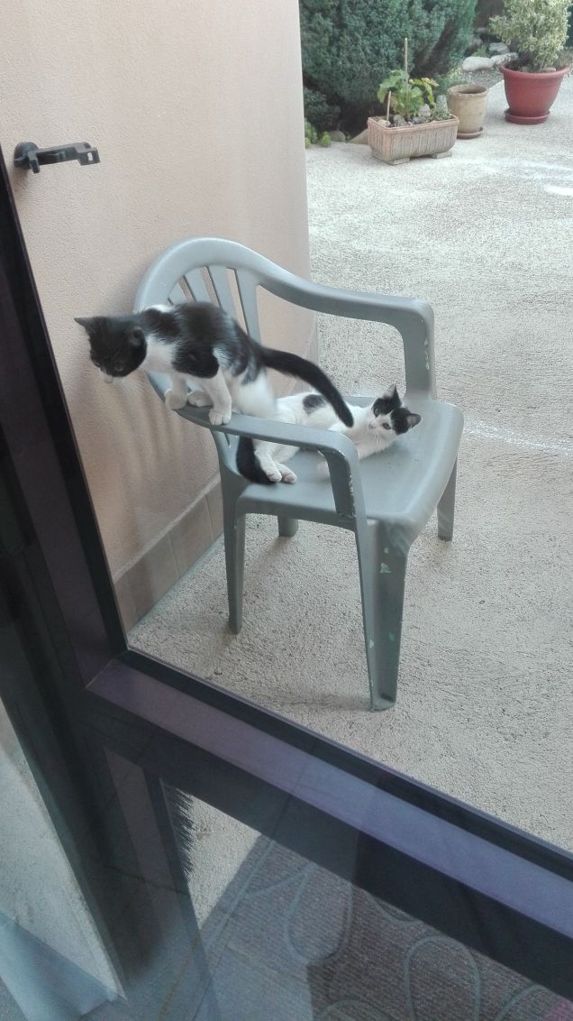 Divertimento