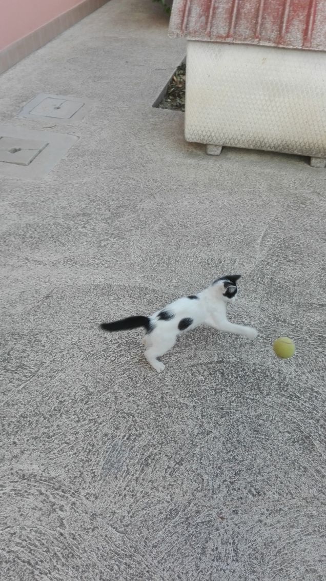 Rincorrendo la pallina