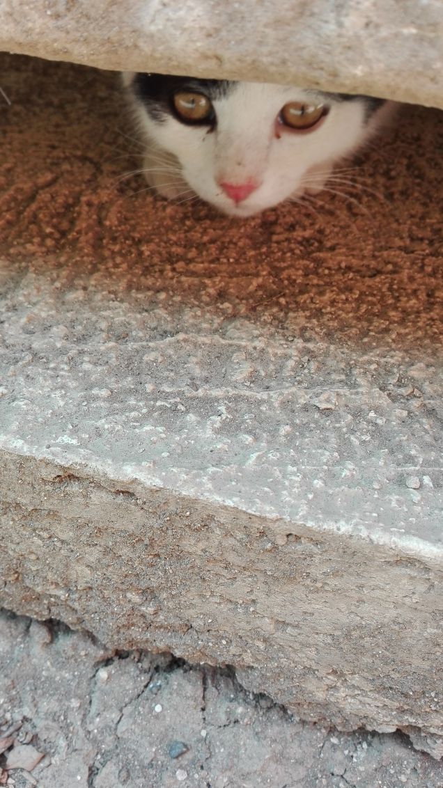 Miaooo 