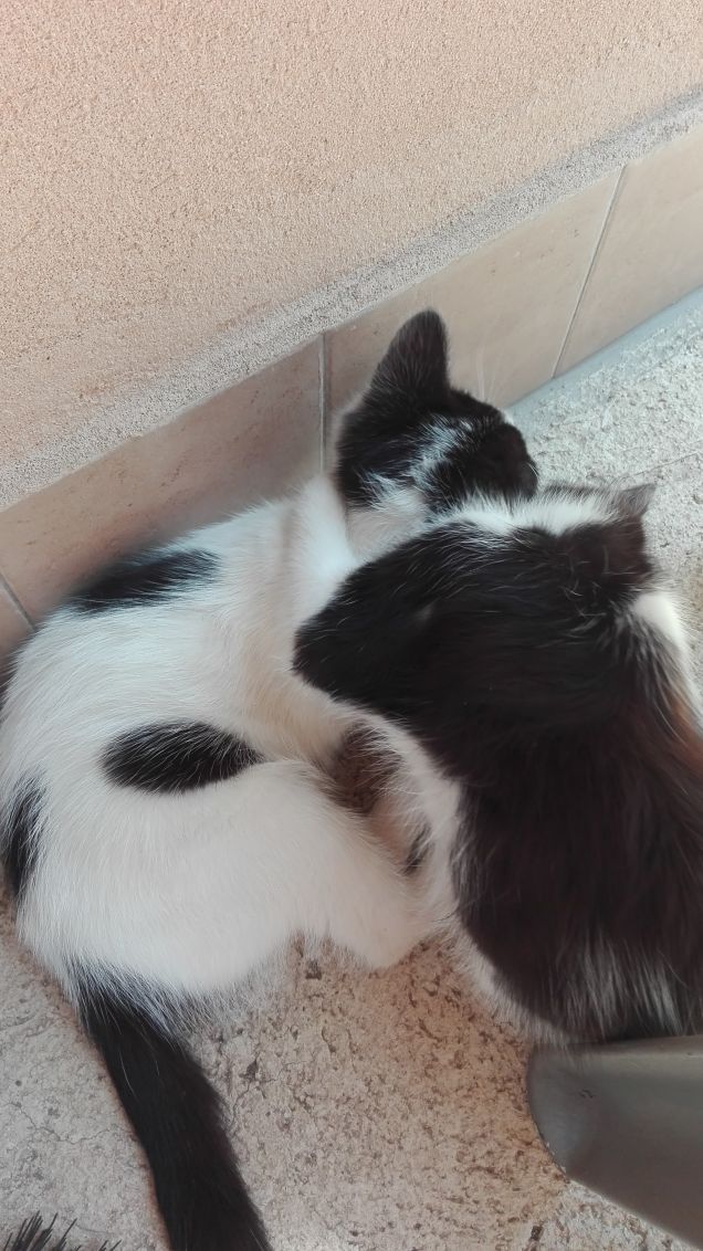 Zoe e Zorro