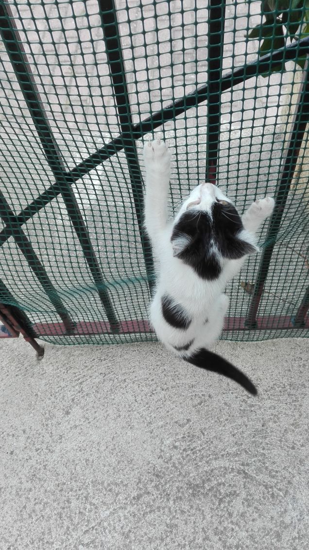 Spider cat