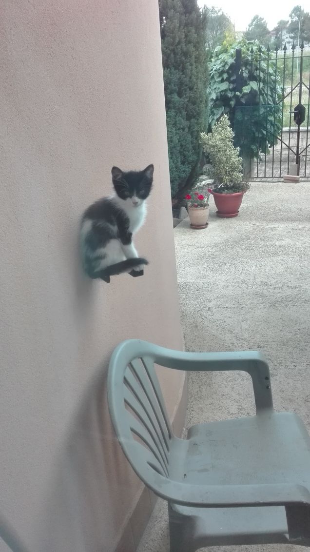 Levitazione