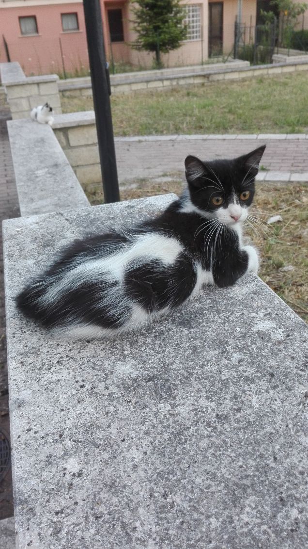 Faccino buffo