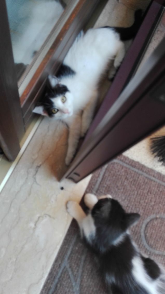 Zoe e Zorro