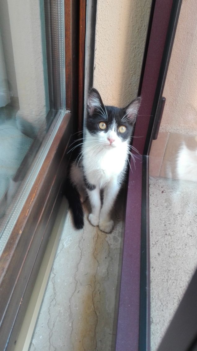 Zorro