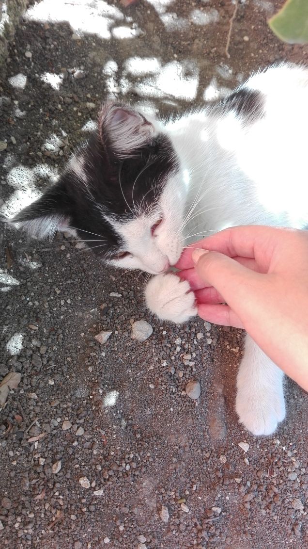 Mordendo la mia mano