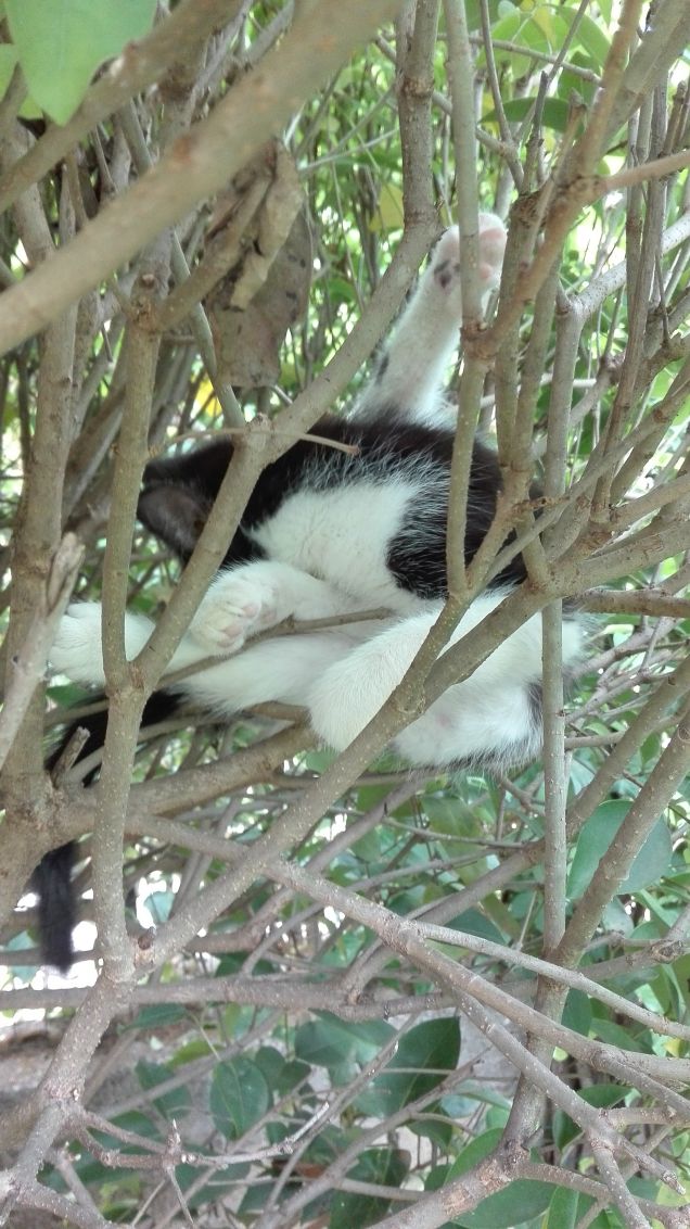 Molto agile e snodato tra i rami