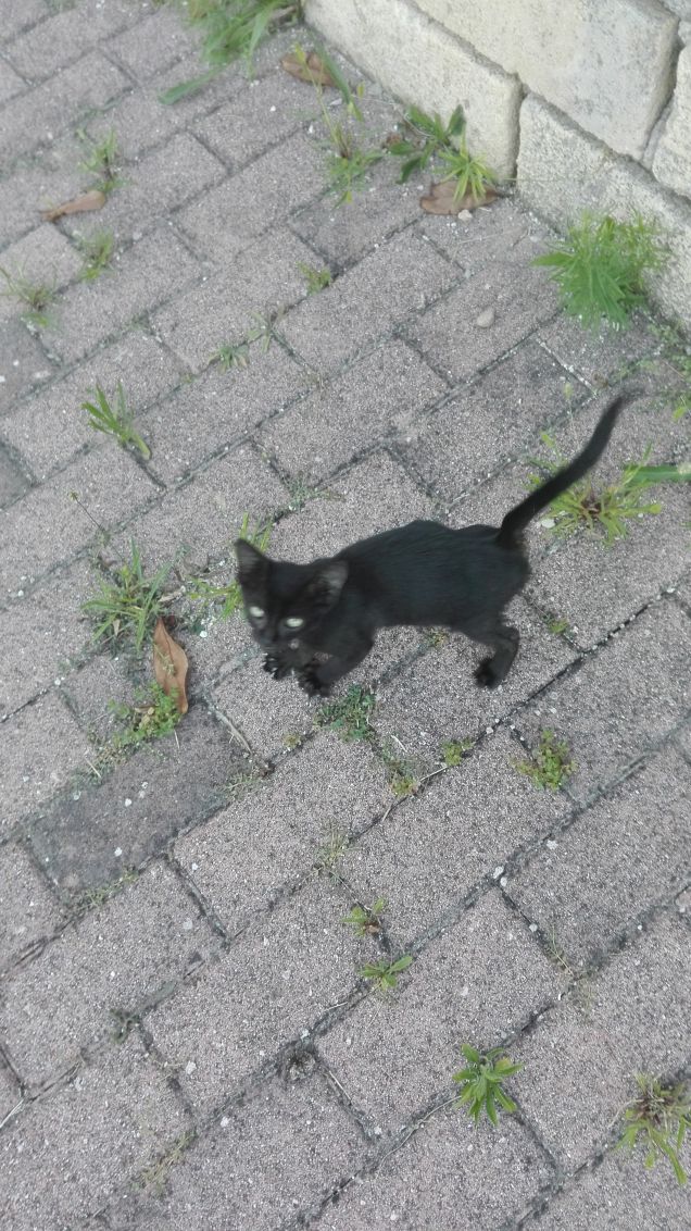 Salem appena trovato ❤