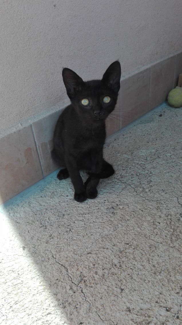 Oggi è un mese che Salem è con me ❤