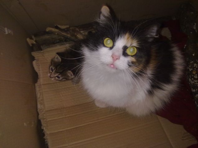 Stellina, la mamma di Zoe e Zorro