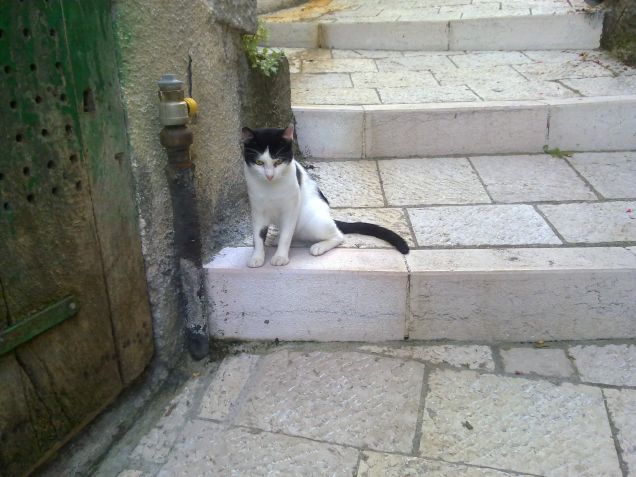 Dillo, il papà di Zoe e Zorro