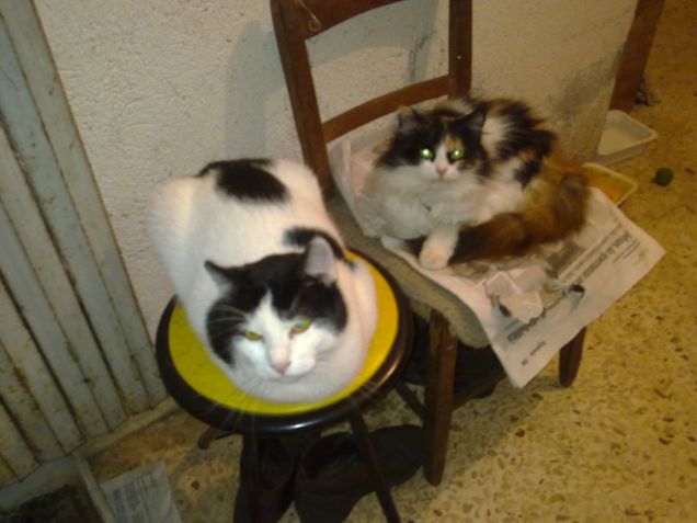 Mamma e papà di Zorro e Zoe