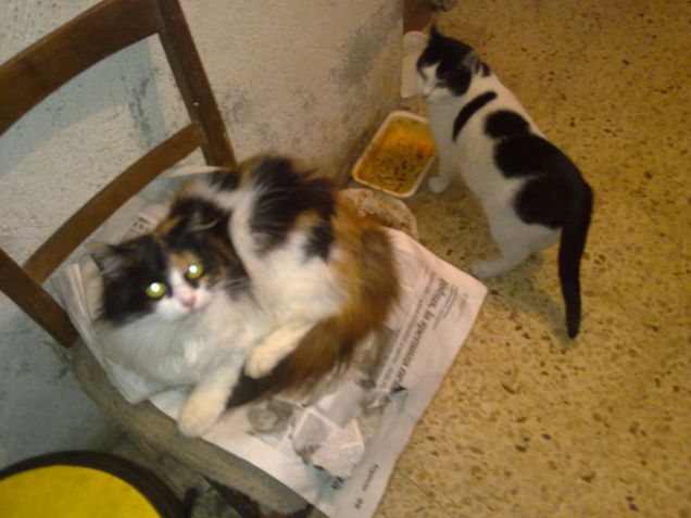 Stellina e Dillo, i genitori di Zorro e Zoe