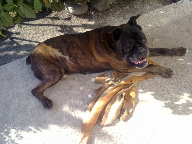 Rudy e la sua maglia tutta bucata :)