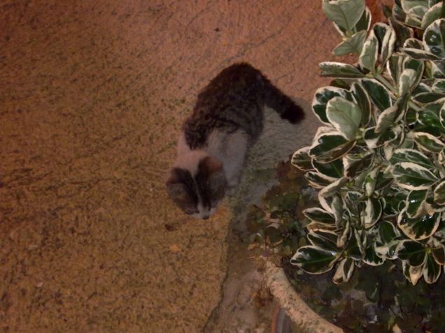 Felix appena salvato dal motore dell'auto