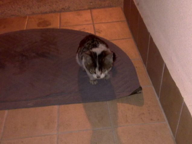 Felix era tutto sporco e gli abbiamo subito dato tante cure