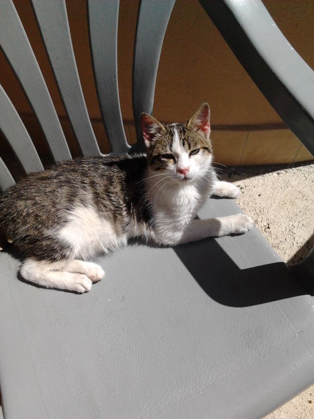 Con le mie cure e tanto amore Felix è diventato uno splendido gattino :)