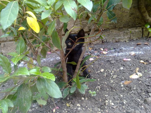 Luna... Non è uguale a Salem?