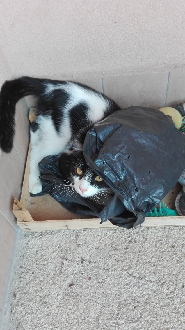 Me la prendo con il bustone nero