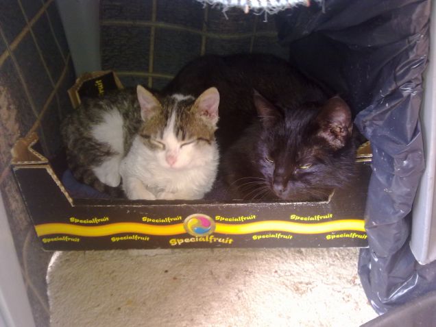 Felix e Luna vicini vicini