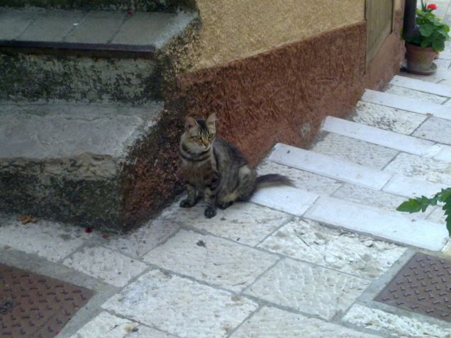 La mamma dei cuccioli