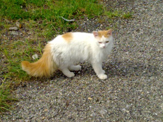 Ma che bel codone! :)