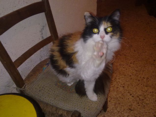 Un saluto da Stellina... miao a tutti!!!