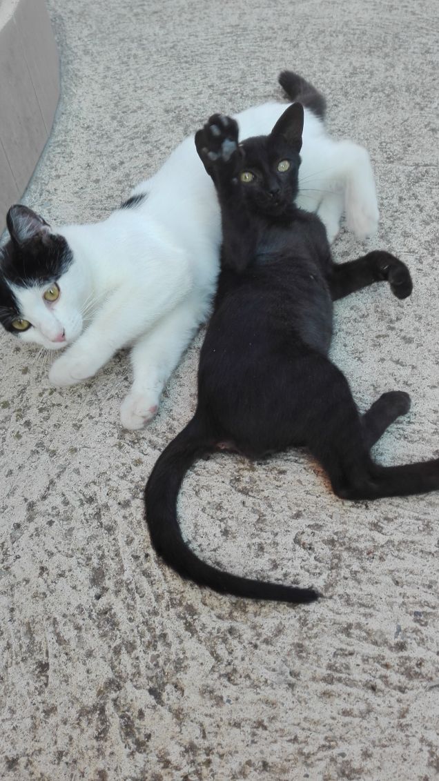 Portami dei croccantini, non farmi scomodare, sto troppo comodo sopra a Zoe :)