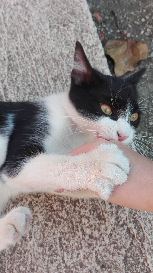 Zorro in modalità affetto 