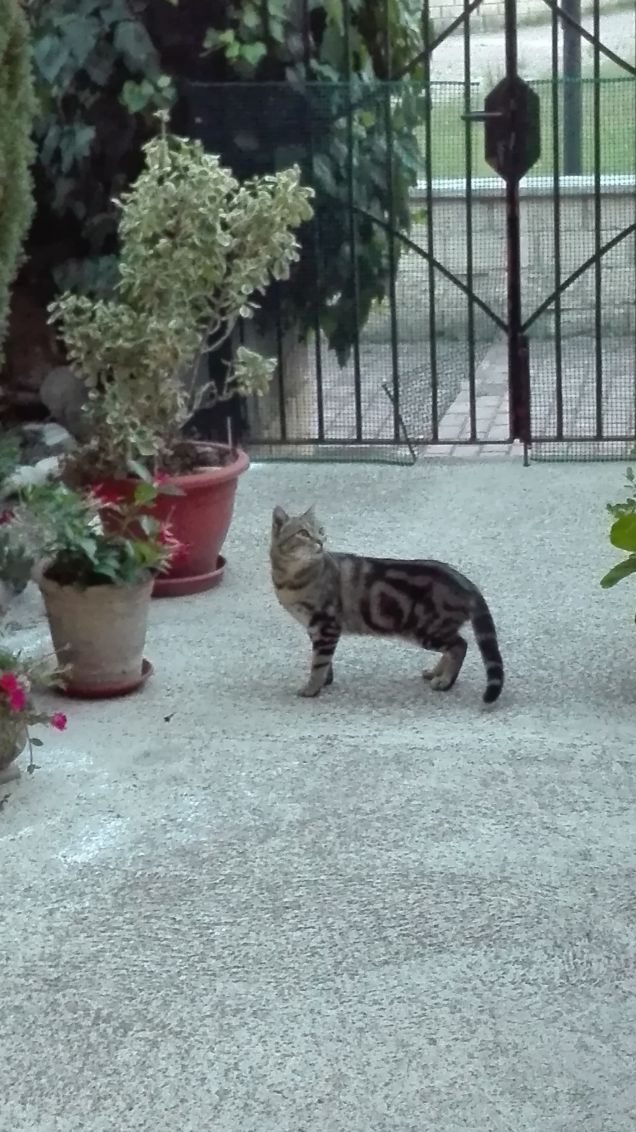 Nuovo ospite passato per casa mia, ha un bellissimo manto a spirale:D