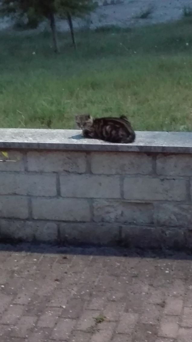 Tranquillo ad aspettare...