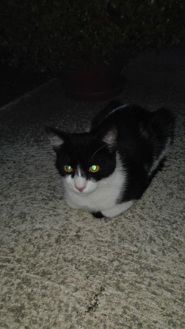 Zorro osserva attentamente