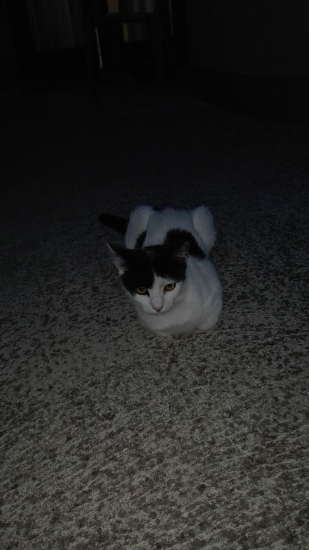 Zoe, non ne parliamo... È ingattata nera! :)