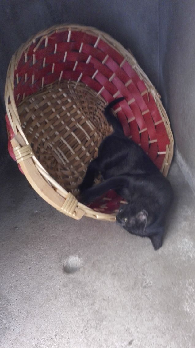 Nuova giostra: il tagadà :D