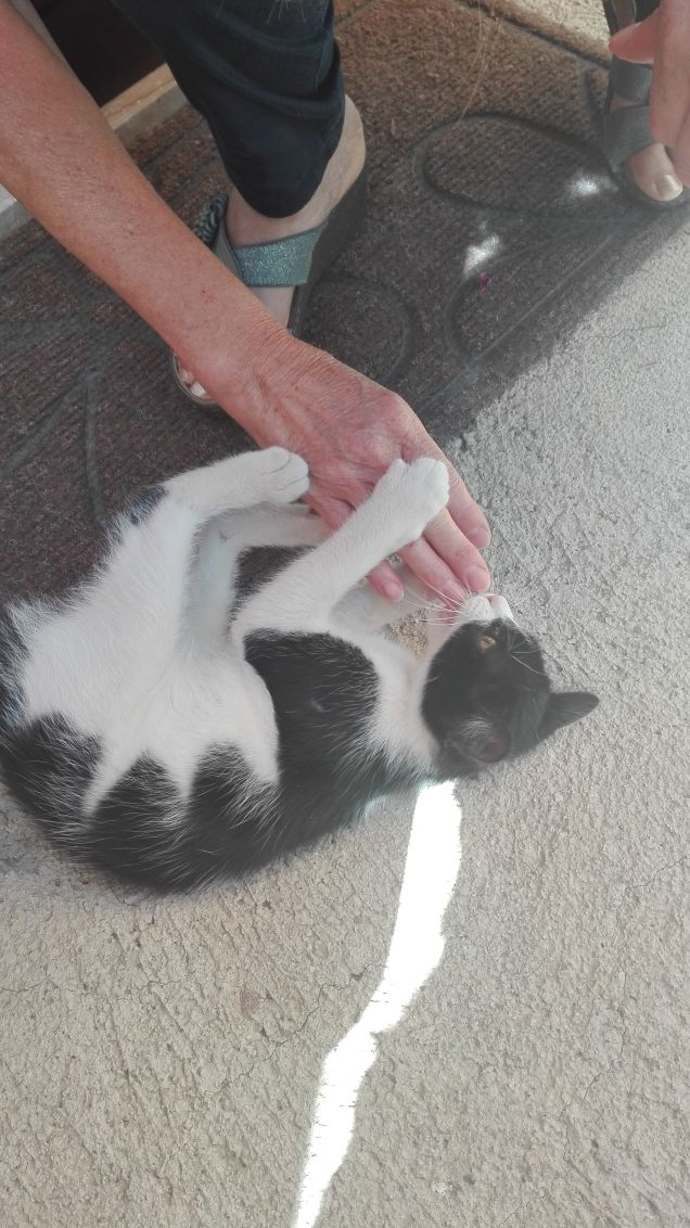 Ti mordicchio la mano