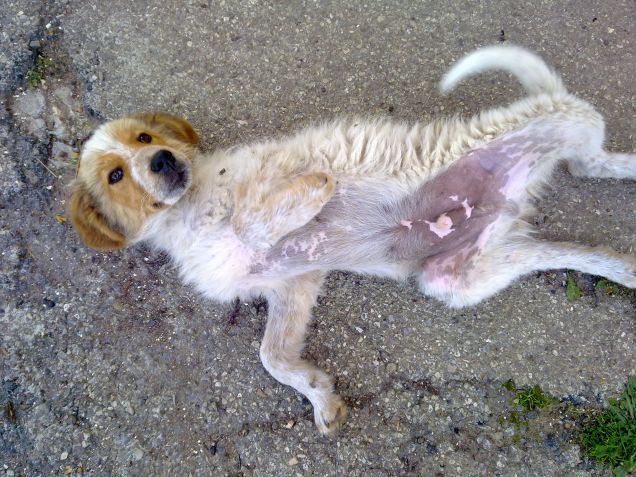 Gemma spaparanzata al sole 