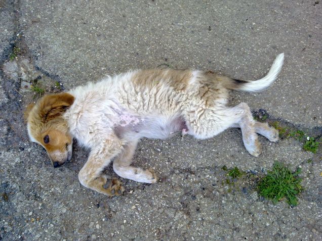 Muoviti aspetto le coccole!