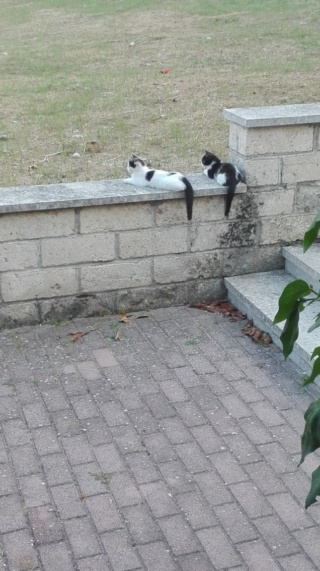 Si va a caccia, osserviamo attentamente...