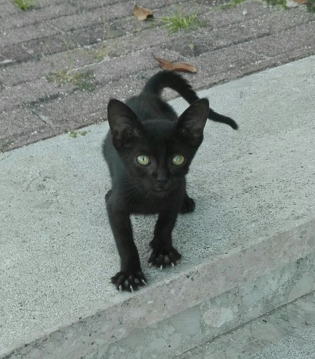 Salem appena trovato era magrissimo