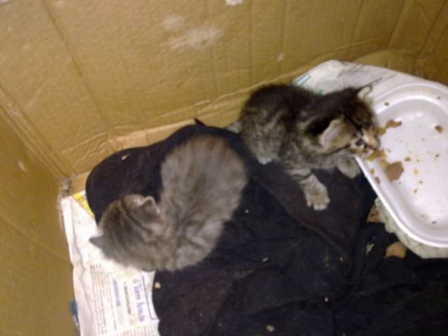 Sempre nella scatola