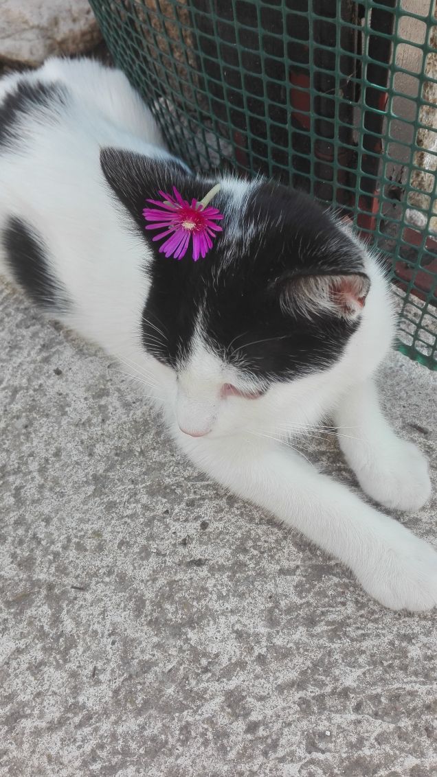 Un fiorellino tra i capelli