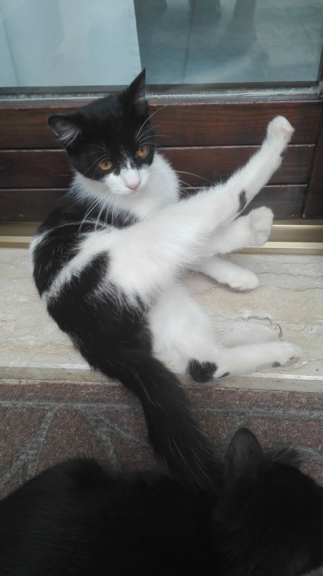 Il balletto di Zorro con spettatore