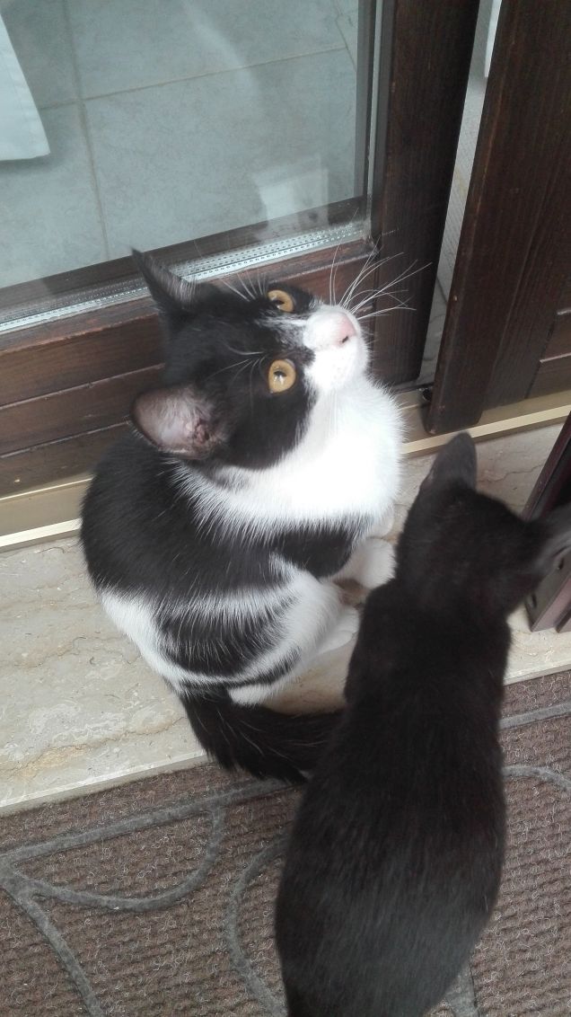 Sempre davanti al balcone