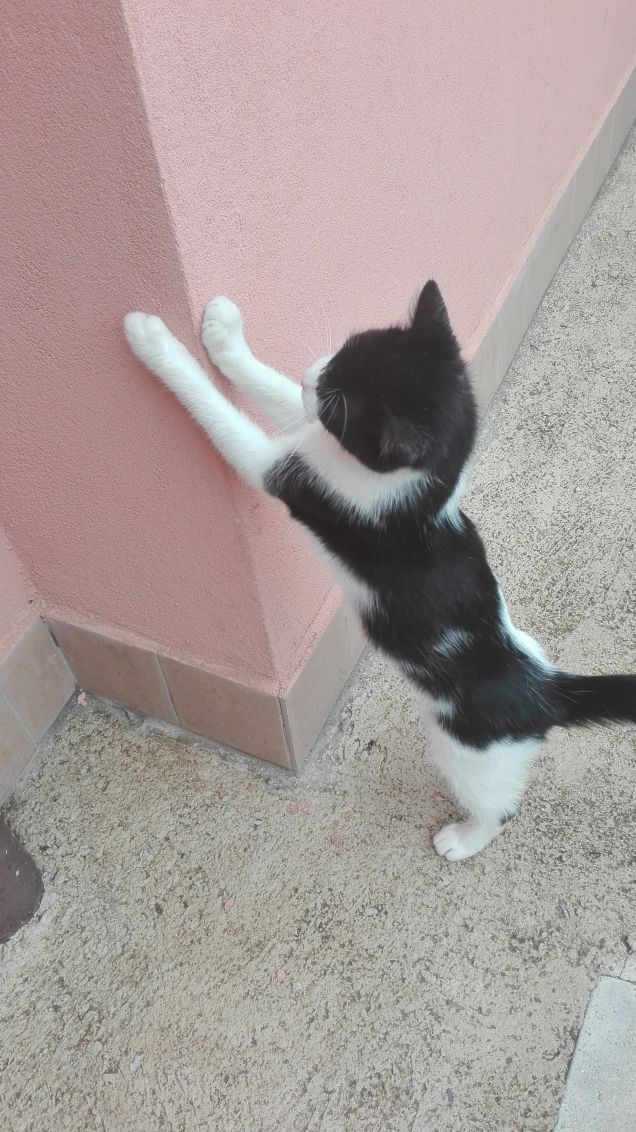 Io sono già bravo, non ho bisogno di seguire le lezioni :)