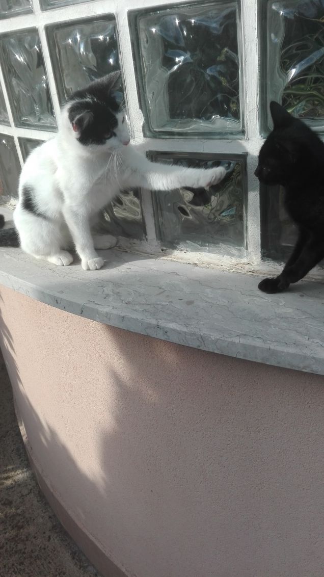 Lezione n°2: alzare la zampa sinistra anteriore