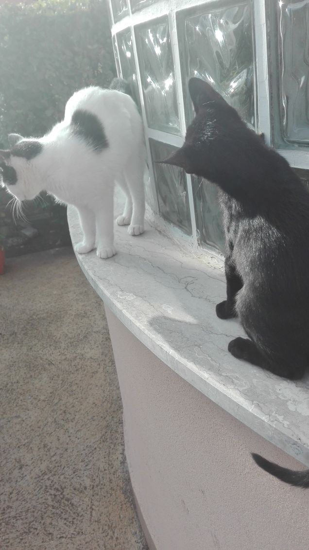 Io non sto capendo niente :S