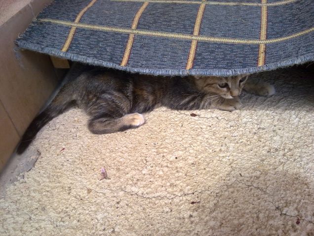 Mi sono nascosta bene? :)