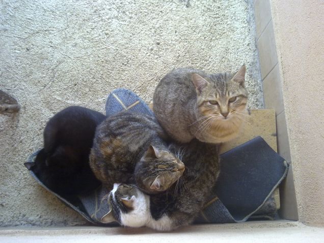 Il quartetto: Tobia, Ciotolina, Nero e Felix