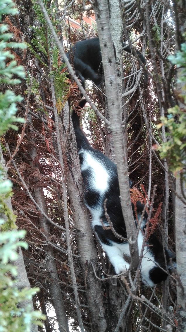 I due piccoli Tarzan :)