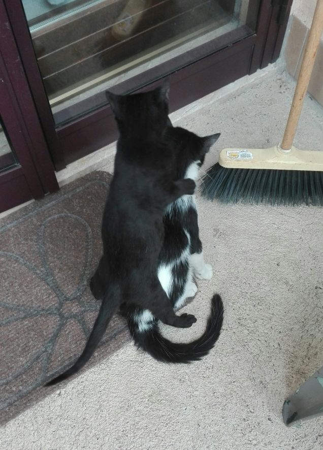 Zorro, portami sulle spalle :D